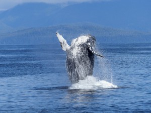 humpback-whale-431902_640